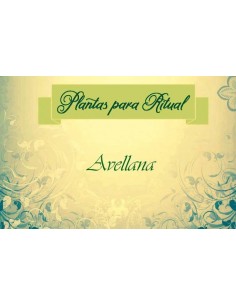AVELLANA