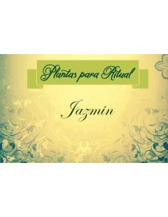 JAZMIN
